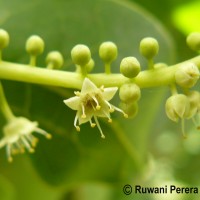 Terminalia catappa L.